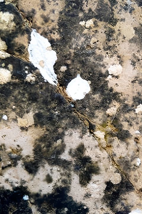 Metamorphose Works No.2