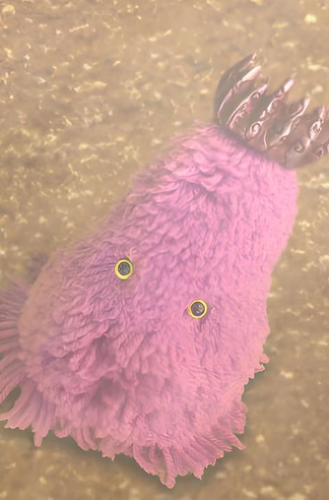 Encounters with that Kind